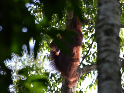 Wild orang utan, Sukau (3)
